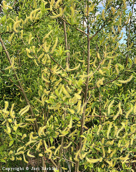 Salix triandra, jokipaju